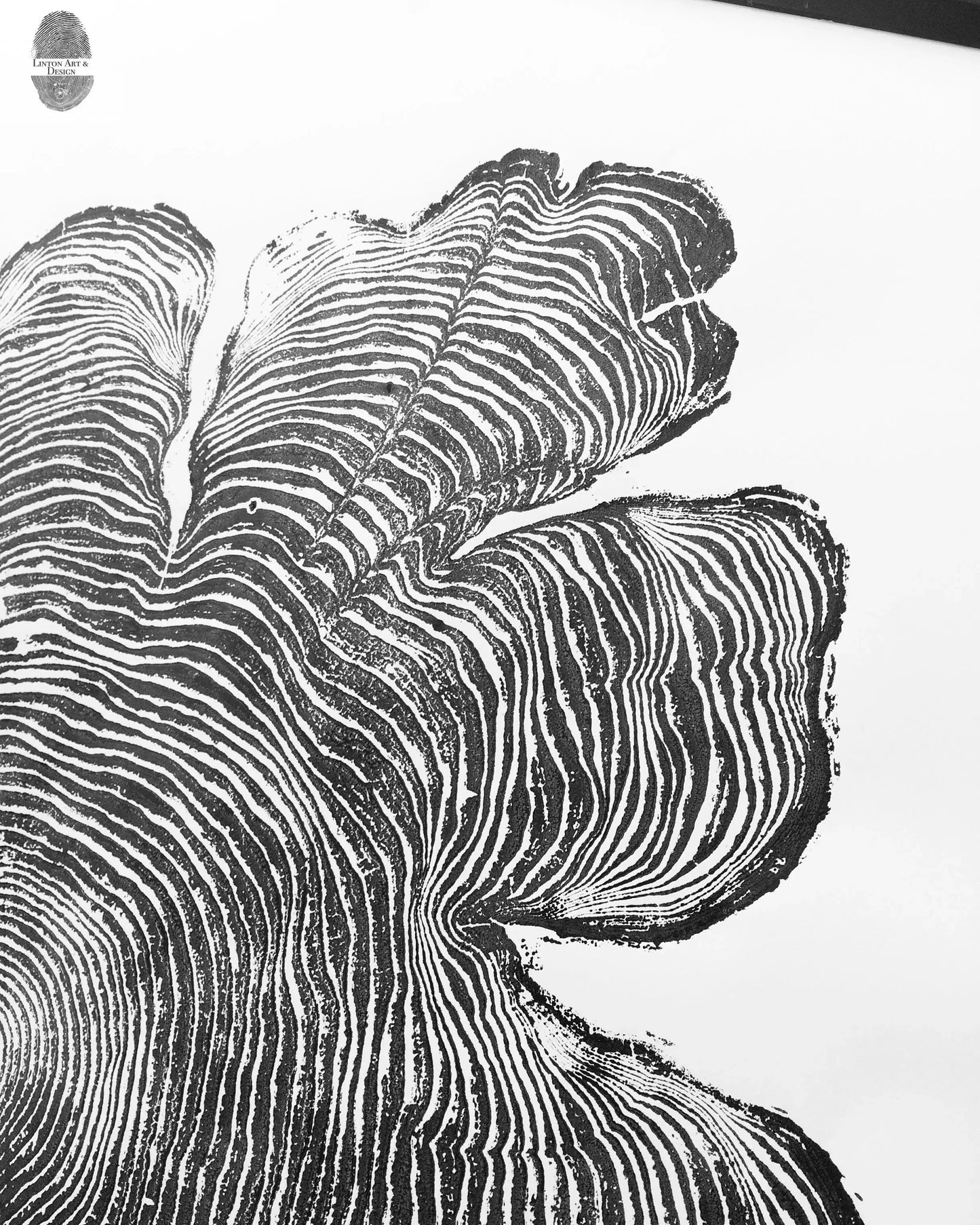 Western Red Cedar Tree Ring Print - Oregon Coast - 24x48