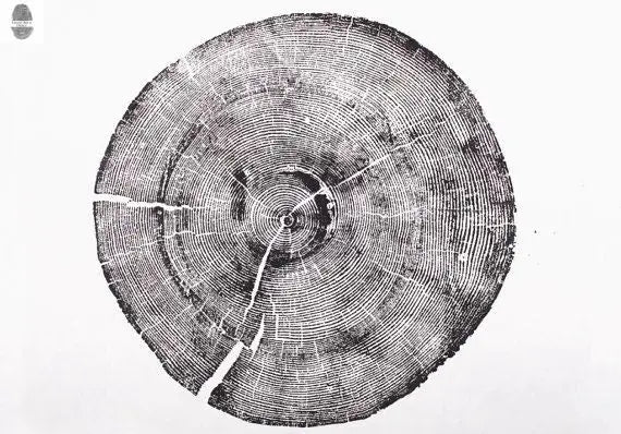 Tree Ring Print Set of 3 - Cedar, Mulberry & Pine - 18x24