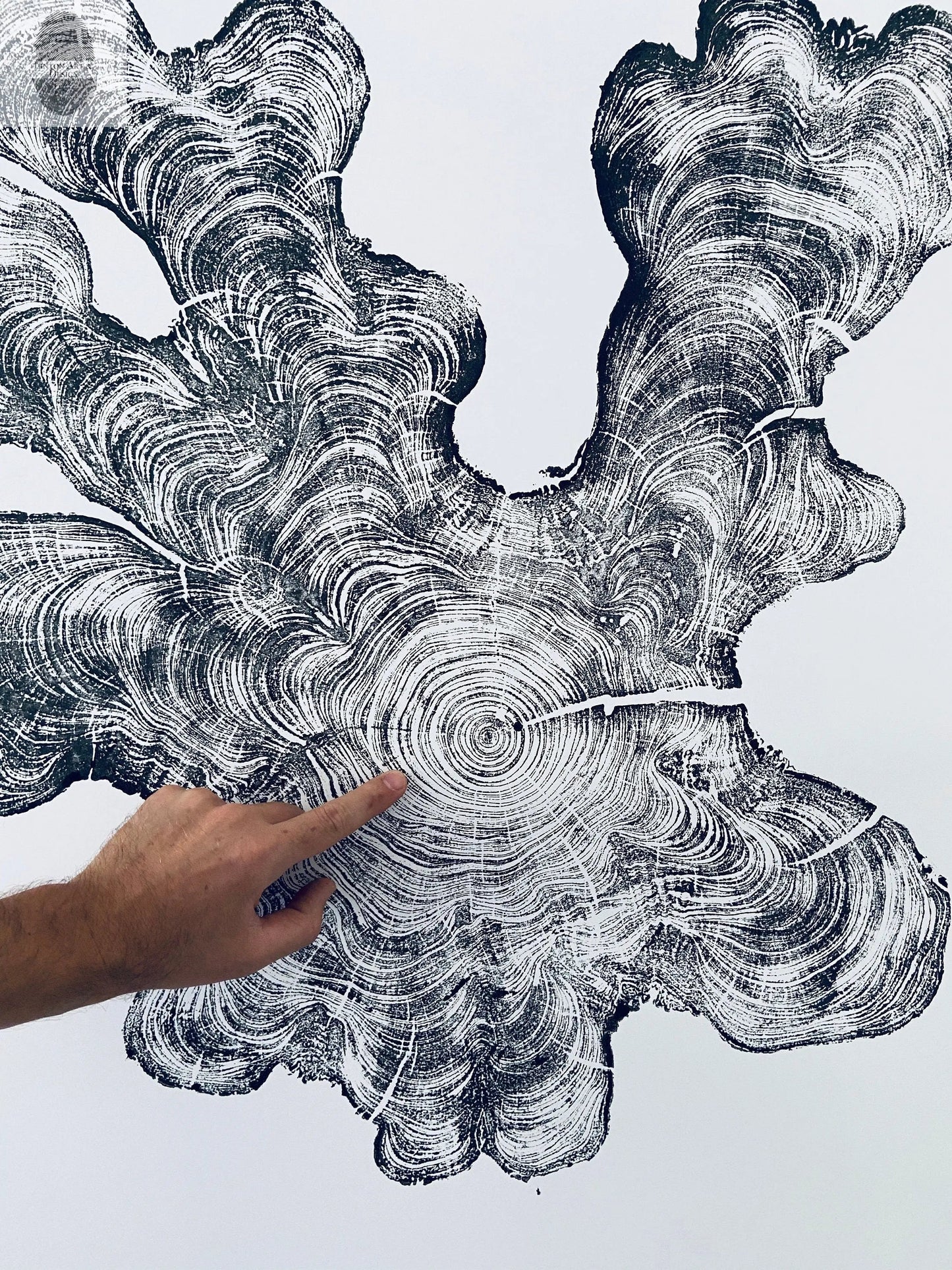 Florida Cypress Tree Ring Print - 36x36