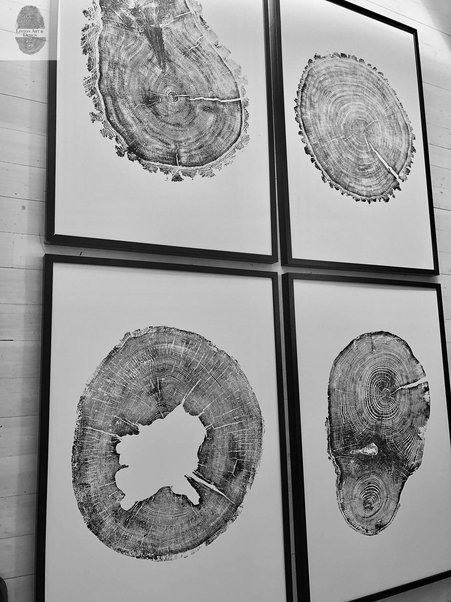Tree Ring Print Set of 4 - Oak, Pine & Hemlock - 24x36