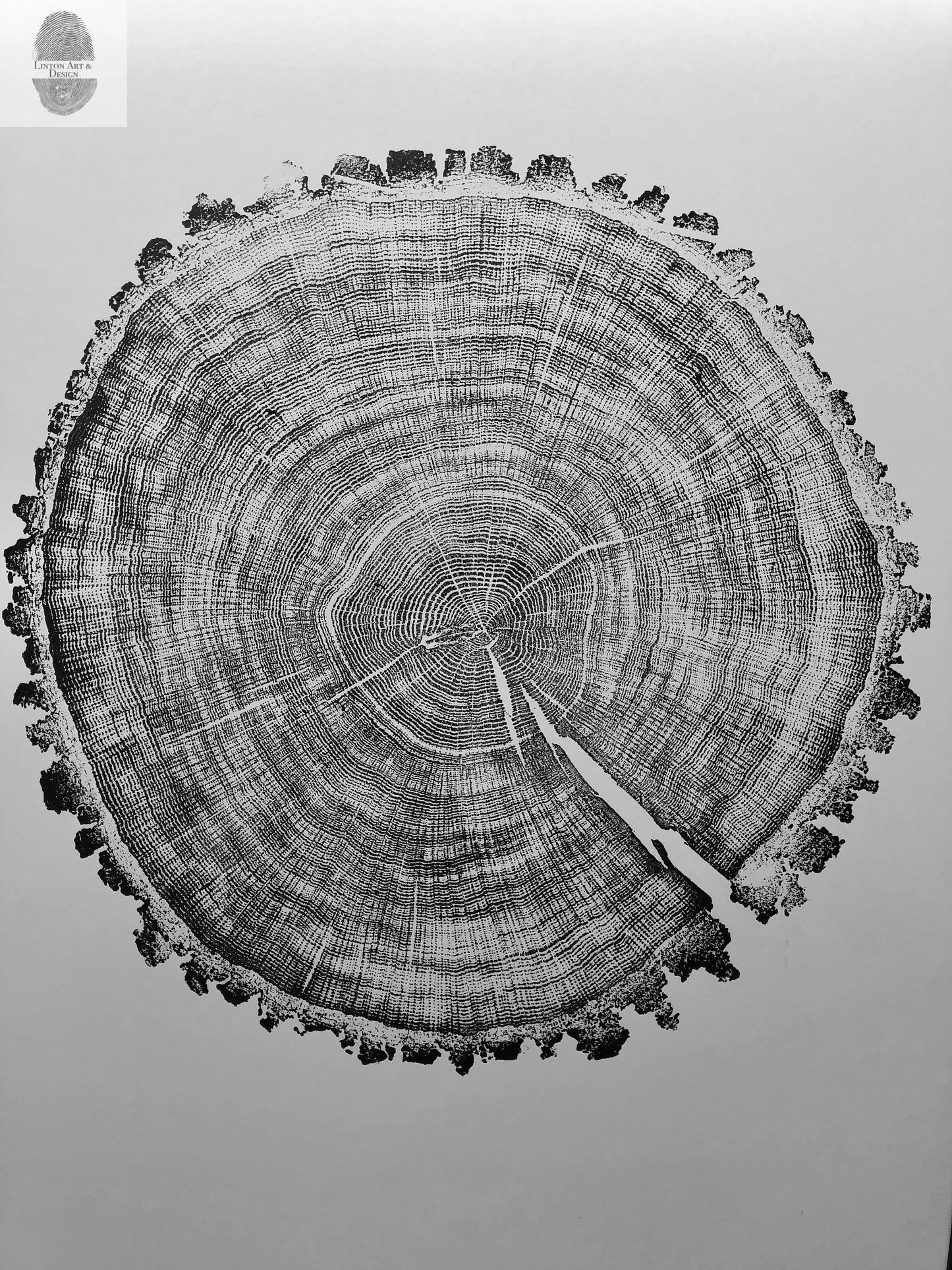 Tree Ring Print Set of 4 - Oak, Pine & Hemlock - 24x36