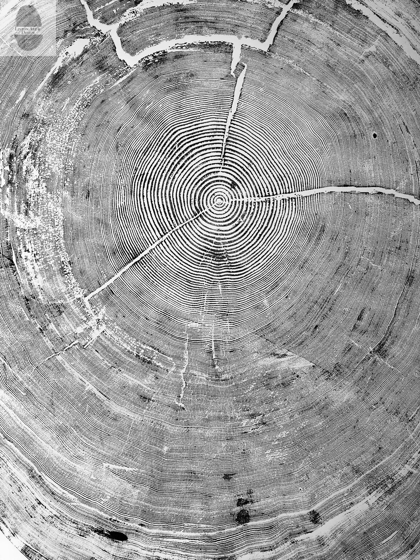 372-Year-Old Sitka Spruce Tree Ring Print Set - 3x 24x36